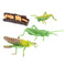 Simulation Nature Grasshopper Growth Pre-school Cognitive Toys Themed Party