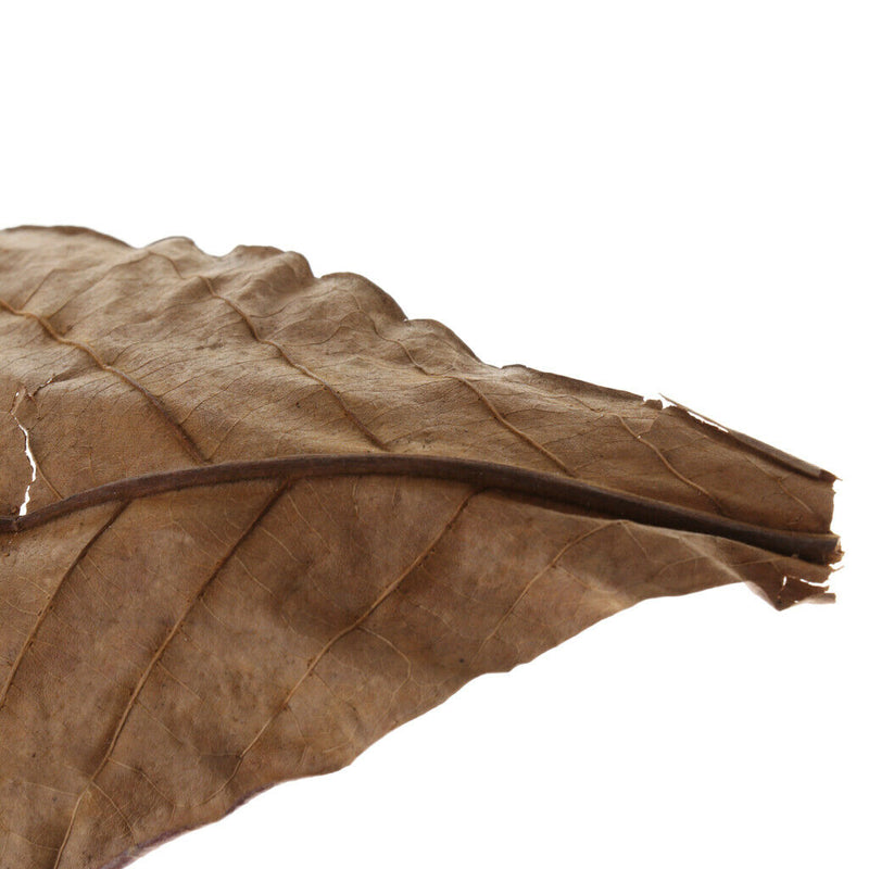 Catappa Leaf Betta Leaves Water Conditioner for   Tank Aquarium Pets , 10