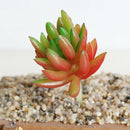 Set of 2 Artificial Succulent Flower Real Touch Simulation Faux Plant 310