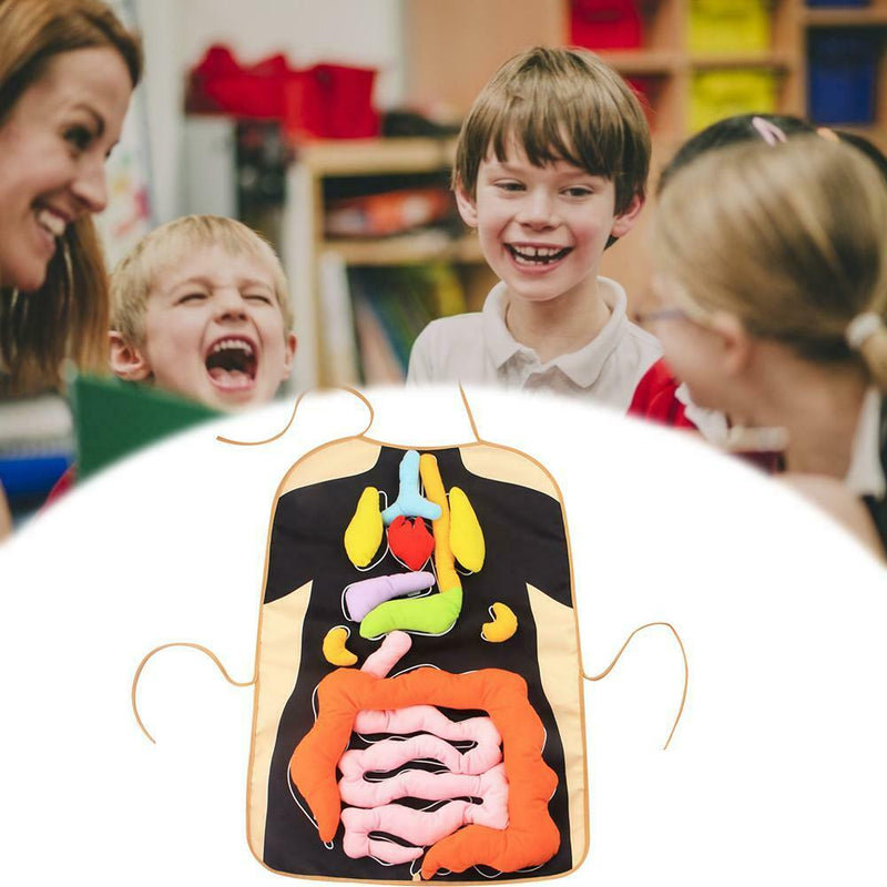 Human Body Organs Apron Awareness Insights Educational Toys for Children New