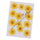 12x Pressed Natural Dried Flowers Chrysanthemum for Scrapbooking Card making