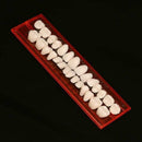 Full-mouth Denture super Wear-resistant dental Oral Care