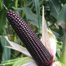 20Xsweet glutinous black corn seeds purple black waxy corn seeds red and LJ