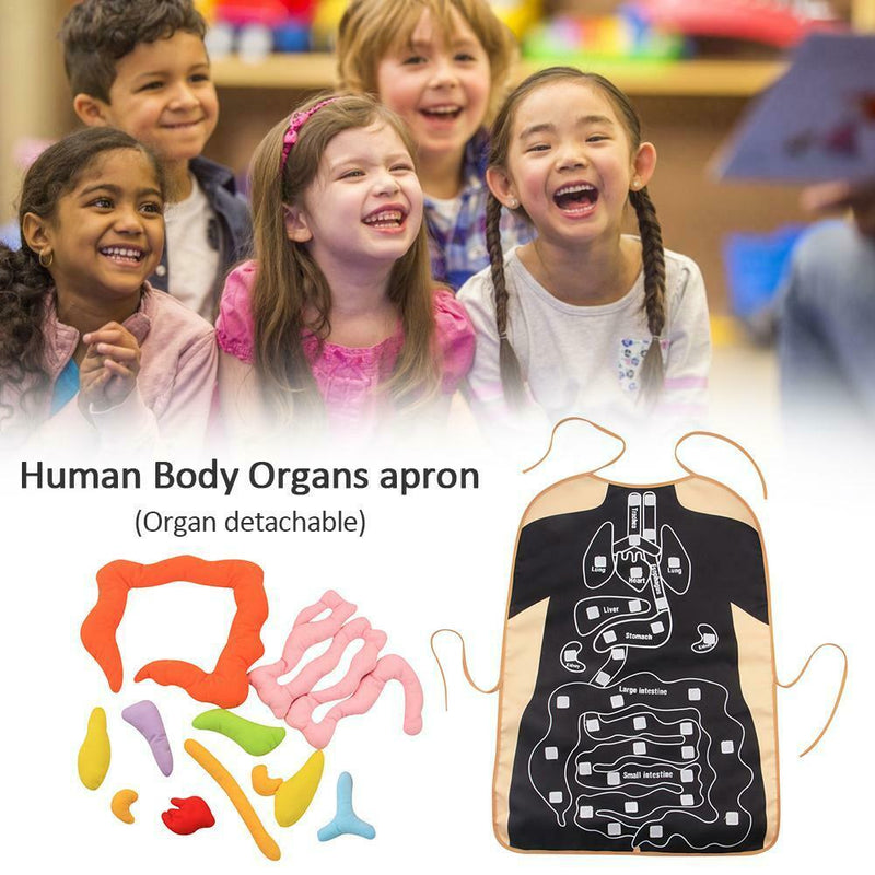 Human Body Organs Apron Awareness Insights Educational Toys for Children New
