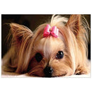 5D DIY Full Drill Diamond Painting Cute Dog Cross Stitch Embroidery Kit