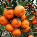 10pcs/pack Balcony Patio Potted Fruit Tree Seeds Kumquat Orange Tangerine Citrsp