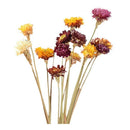 20Pcs Dried Flower Daisy Natural Artificial Flower Colorful Chrysanthemum O R6Z1