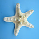 5pcs/lots crafts white bread sea shell starfish, fashion home decorative ha U8F8