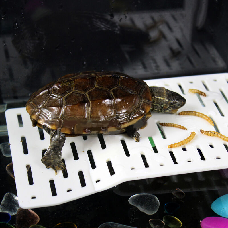 Aquarium Tank Reptile Turtle Tortoise Basking Terrace Platform Floating Dock Hf