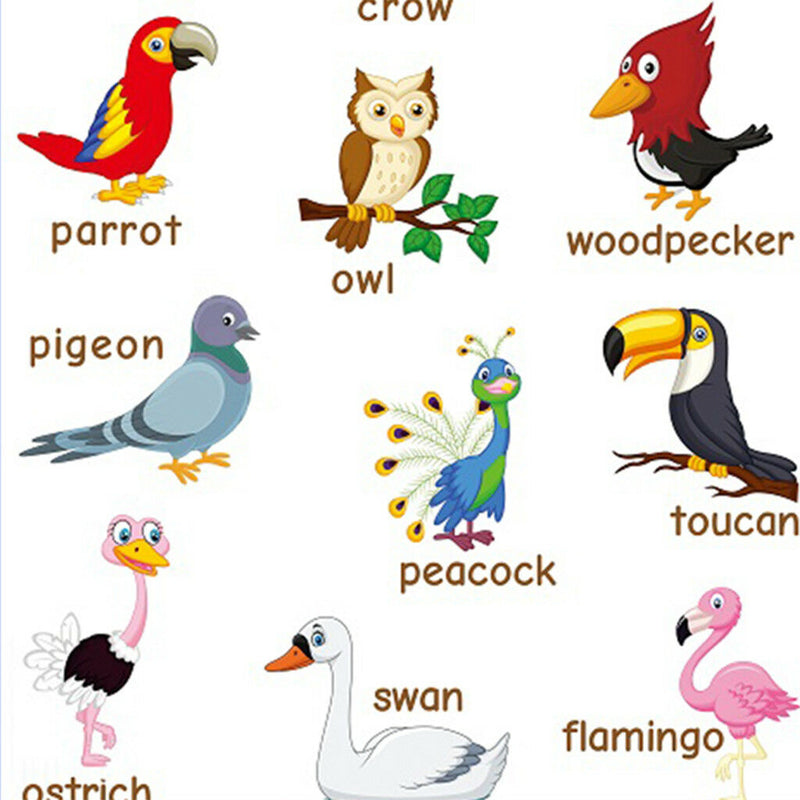 Birds~Kids Fun Early Learning Educational Preschool Poster Charts