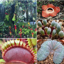 100pcs Mixed Succulent Seeds Stone Bonsai Flower Seed Garden Pot Plants