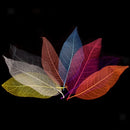 50x Mixed Natural SKELETON LEAVES SCRAPBOOK Craft Embellishment Bookmark
