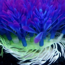 Aquarium Accessories Fish Tank Decoration Underwater Water Plants Ornament-Decor