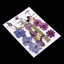 1 Set Assorted Pressed Dried Flowers Card Scrapbooking Phone Cover Crafts
