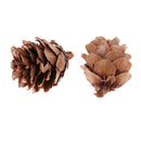 Mini Small Natural Dried Pine Cones Acorns Ornaments In Bulk Dried Flowers for