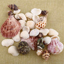 100g Natural Aquarium Beach Nautical Bulk Sea Shells Fish Tank DIY Decor Gift