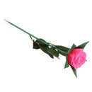 Rose Romantic Outdoor Yard Garden Path Way Tulip Bar Landscape Flower Night R2U5