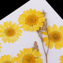 12 Packs Pieces Natural Dried Flowers, Real Press Chrysanthemum, Pressed Flowers