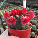 100pcs Cactus mix (A mixture of varieties) indoor Flower Home E3D6 S K2D9 G M6C2