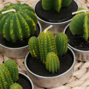 6Pcs Mini Tealight Candles Long Burning Unscented Succulent Tea Light Home Decor