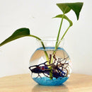 Fish Bowl Style Clear Glass Flower Vase Hydroponic Planter Terrarium Decor