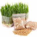 800Pcs/Set Cat Grass Seeds Oats Antioxidant Pets Health F5O6 Food