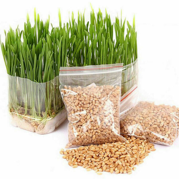 800Pcs/Set Cat Grass Seeds Oats Antioxidant Pets Health F5O6 Food