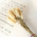 60Pcs Natural Rabbit Dog Tail Grass Bouquets Dried Flowers Wedding Decor Set #