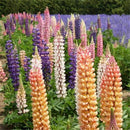 Wholesale 100x Mixed Russell Lupine Seeds Lupinus Beautiful Polyphyllus SH E1E6