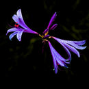 2 X Purple Amaryllis Bulbs Beauty Bonsai Flowers Garden Viewing-Decor U7I1 Q5V1