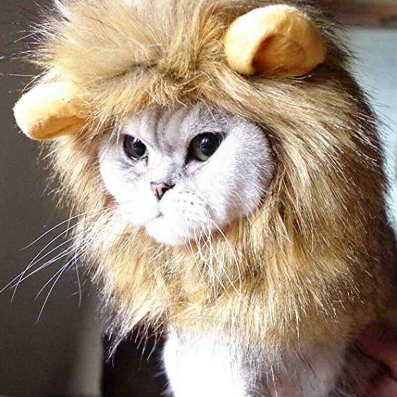 Pet Clothing, Dog or Cat Clothing, Beauty and Beast Clothing, Christmas Rol