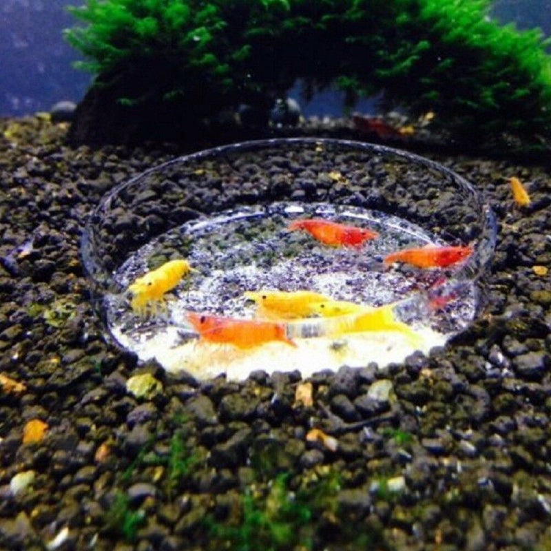 65mm Portable Aquarium Fish Tank Clear Acrylic Shrimp Feeding Dish Feeder