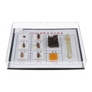 Bee Specimen Of Different Development Stages For  Scientific Education