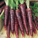 500pcs x pare purple carrot seeds organic vegetable fruit plant garden seeds SP