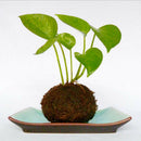 3Pcs 9cm Unique Green Moss Ball Flower Pot Bonsai Plant Holder Home Office