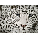 5D DIY Full Drill Square Diamond Painting Leopard Cross Stitch Mosaic Kit