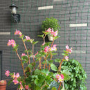 Set of 3 Heavy-Duty Plant Trellis Netting Plant Support for Climbing Plants