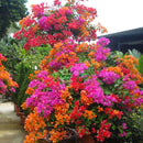 Amazing 100 * Mix-color Bougainvillea Spectabilis Willd Bonsai Flower Seeds,