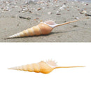 Conch Shell Natural Sea Snail Home Ornaments Fish Tank Decor Funny
