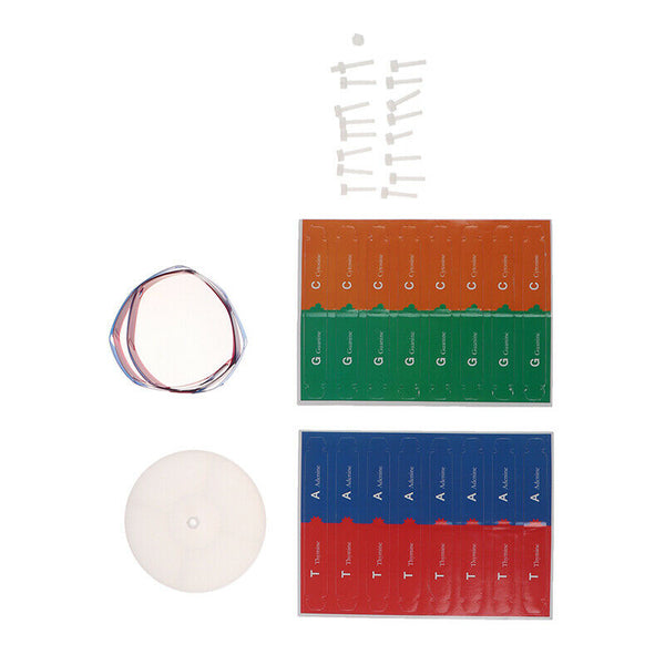 Human Genes DNA Models Double Helix Science Toys Teaching Learning Education  Cy