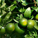 10pcs/pack Balcony Patio Potted Fruit Tree Seeds Kumquat Orange Tangerine Citrsp