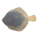 Vividly Artificial Simulation Turbot   for Aquarium   Tank Decor