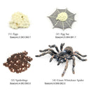 Realistic Plastic Spider Growth 4 Stages Lifelike Life Cycle Kids Education Toys