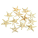 12 x White Knobby Starfish 5cm -7cm Sea Star Shell Beach Wedding Display Cr