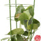 Climbing Plants Support, Garden Trellis Flowers Tomato Cages Stand Set Of 3