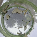 2X(Large Butterfly Cage Insects And Habitat Cage Pvc Pet Mosquito Net Plant