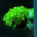 5pcs Crystal Glass Planter Aquarium Tank Aquatic Plant Cup Pot Home Decor