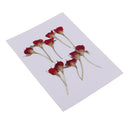 10 Pieces Pressed Dried Flower Half Cut Rose Flower Scrapbooking Embellishments