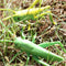 Simulation Nature Grasshopper Growth Pre-school Cognitive Toys Themed Party
