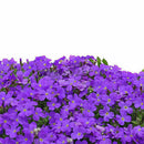200X bag cascade purple aubrieta flower seeds perennial ground cover romanticLJ
